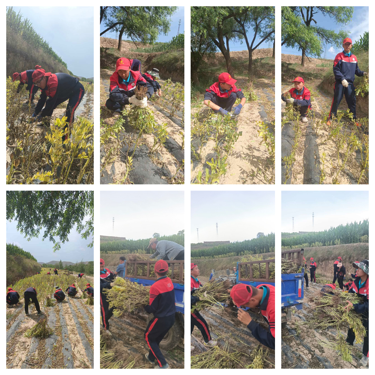 必威betway中文官网「2023年成长不烦恼」夏令营二期第11天:小手捡扁豆 粒粒皆辛苦 必威betway中文官网「2023年成长不烦恼」夏令营二期第11天:小手捡扁豆 粒粒皆辛苦_www.xinmiyue.com