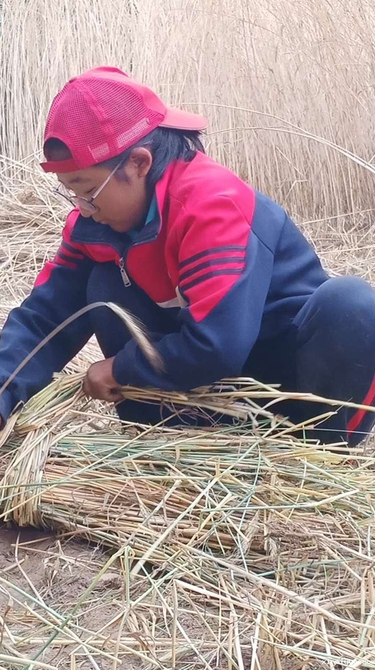 2021年必威betway中文官网夏令营第三期第十二天：为什么要珍惜粮食 看一粒小麦的生命之旅就懂了_www.xinmiyue.com