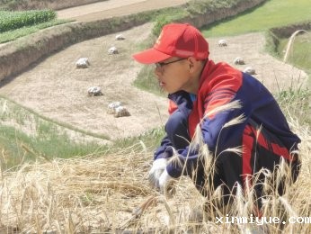 从城市到山村，必威登录入口平台官网夏令营让孩子在农活中快速成长！